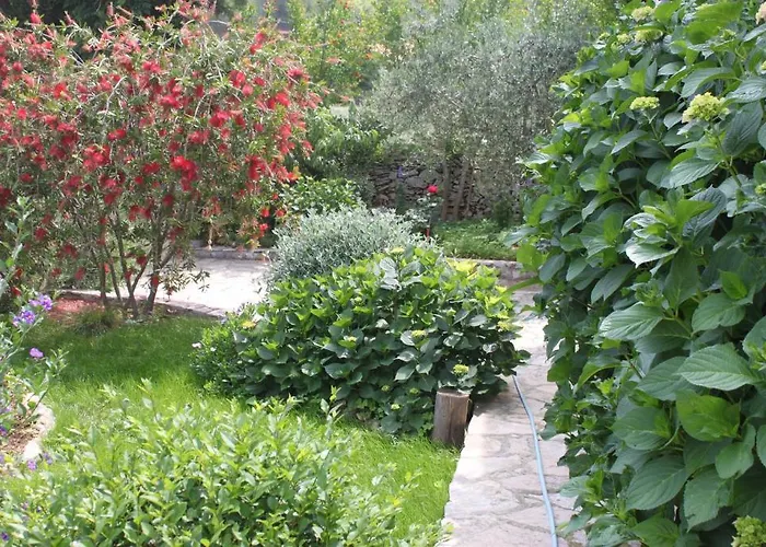 Oasis *