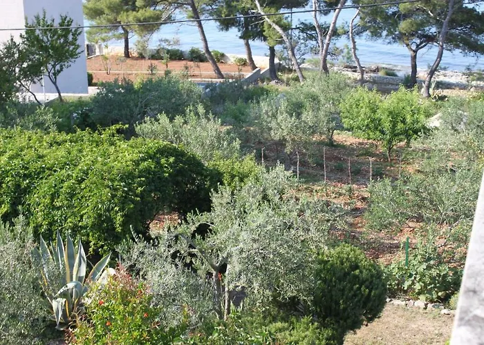 Oasis *