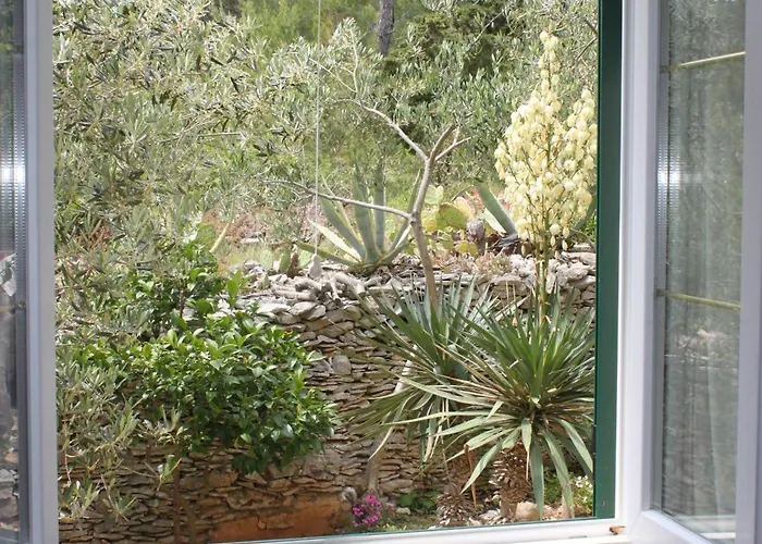 Oasis *