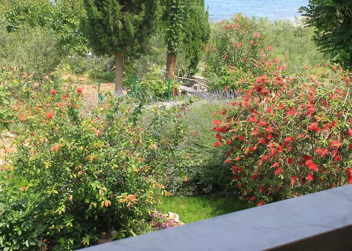 Oasis Sutivan