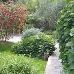 Oasis *